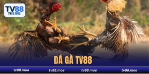 Đá Gà TV88 - Tham Gia Trận Đấu Kịch Tính Hấp Dẫn Mỗi Ngày